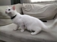 Ankara kedisi