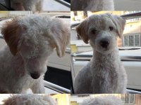 Maltipoo 9 aylık