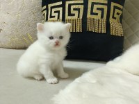 Sevimli british shorthair bebekler