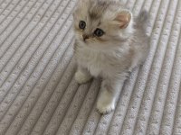 Dişi ve erkek british shorthair yavrularımız