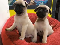 A kalite Pug Mops yavrularımız