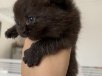 British shorthair chocolate
