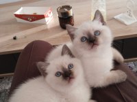 Safkan anne babanın british shorthair yavruları