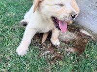 1.5 aylık sağlıklı golden retriever yavrularımız