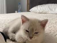 SAFKAN MASMAVİ GÖZLÜ BRİTİSH SİLVER DİŞİ YAVRU BRİTİSH