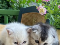 1 buçuk aylık 2 tane erkek yavru british longhair