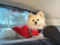 erkek pomeranian tilki surat 7 aylık