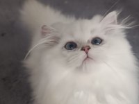 BRİTİSH LONGHAİR YAVRULARIMIZ