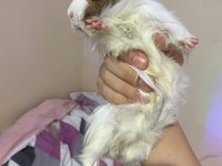 6-12 Aylık Erkek Ginepig