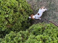 Safkan Tr de nadir Jack Russell 120 günlük ERKEK