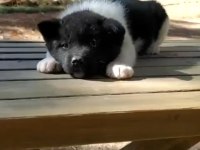 Teslime hazır dişi akita alman kurdu bebekler