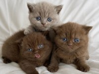 Nadir Özel Renk Chocolate British Shorthair Yavrular