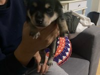 Pinscher Yavruları