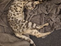 11-12 Aylık Sağlıklı Bengal Kedisi