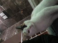 Kedimizi Sahiplendirme İlanı Kayseri