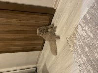 Scottish Fold Longhair