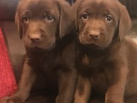 CHOCOLATE LABRADOR RETRİEVER YAVRULARI