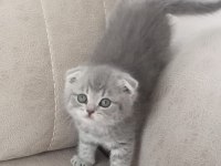 4 adet 50 günlük yavru scottish fold