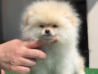 3.5 aylık Show kalite dişi Pomeranian boo