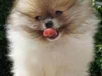 Pomeranian Boo Garantili Yüksek Kalite