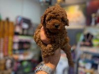 IRK VE SAĞLIK GARANTİLİ KORE TOY POODLE YAVRULARIMIZ