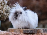 Cüce Angora Tavşan (Teddy Dwarf)