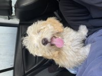 Poodle MALTİPOO