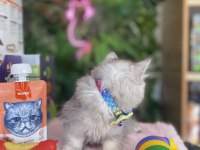 Sağlık Irk Garantili British Longhair Yavrularım