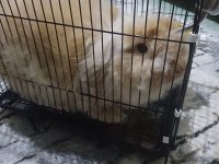 SATILIK HOLLANDA LOP TAVŞANI 4 AYLIK