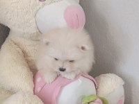 Pomeranian Boo Erkek Ve Dişi Yavrularımız