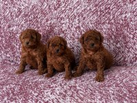 Kore Teacup Ve Toy Poodle Yavrular