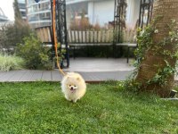 Sevimli pomeranian yavru milky