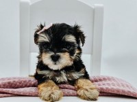 Teacup birbirinden tatlı morkie yavrular