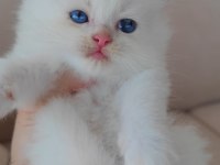 British longhair kedisi