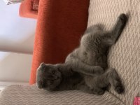 1 Yaşında Erkek Scottish Fold Erbaadadır Aşıları Tam