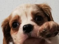 Cavalier Yavrularımız Bursa Türkiye Tüm İller