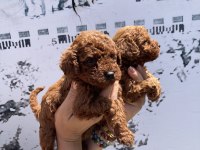 En koyusundan en güzelinden toy poodle minnoşlar