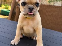 French Bulldog Köpeğimiz