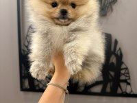Teacup dişi teddy bear pomeranian