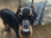 Şecereli doberman yavruları