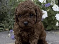 Toy Poodle Köpeği