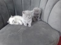 3 erkek kedimiz teslime hazır