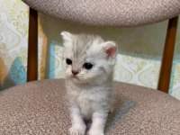1 Aylık Gümüş Gri Yavru Kedimiz