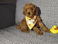 Tea Cup Erkek Poodle Yavrumuz
