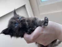 2 aylık dev maine coon