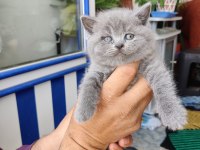 Kedilerimiz hakkında bilgi için yazabilirsiniz