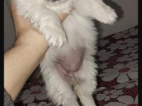 En güzel safkan Pekinez yavrular ailelerini arıyor