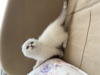 Maviş gözlü scottish fold yavrular