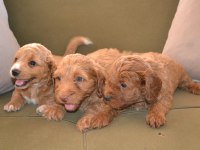 2 aylık teslime hazır 3 erkek 3 dişi maltipoo