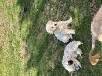 58 günlük terrier yavrular Gaziantep